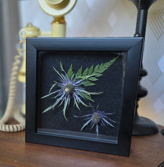 3D Preserved Eryngium in Shadowbox