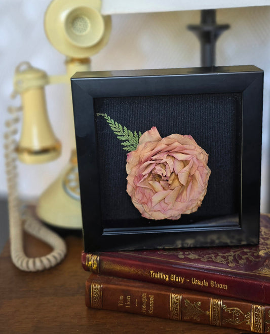 3D Preserved Rose in a Black Shadowbox